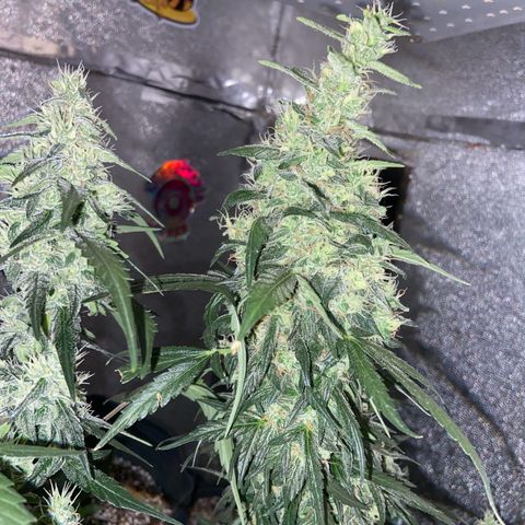 Amnésia Bubba growlog timeline photo
