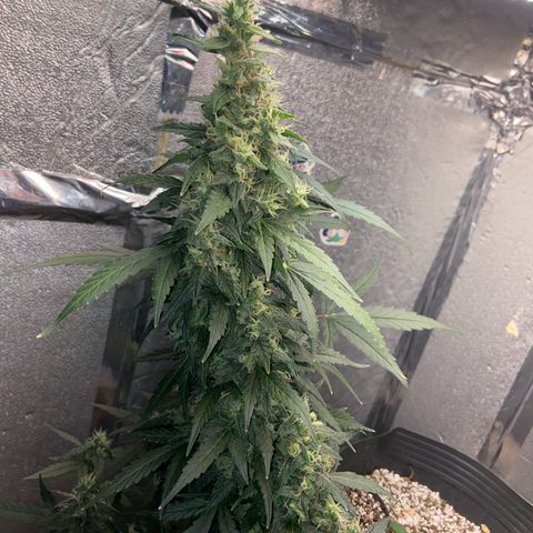 Amnésia Bubba growlog timeline photo