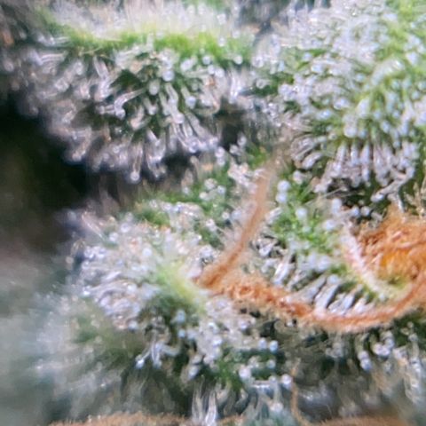 Amnésia Bubba growlog photo: Colhi um bud no ponto 100% leitoso