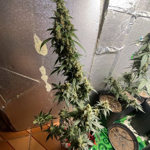 Amnésia Bubba growlog photo: Colhi um bud no ponto 100% leitoso