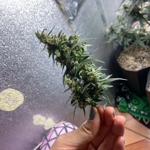 Amnésia Bubba growlog photo: Colhi um bud no ponto 100% leitoso