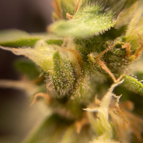 Amnésia Bubba growlog timeline photo