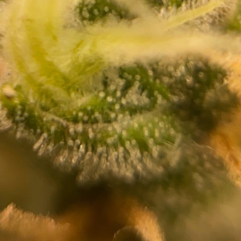Amnésia Bubba growlog timeline photo