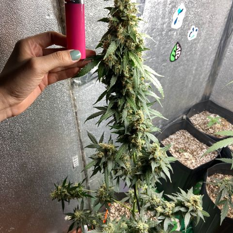 Amnésia Bubba growlog photo: Vou colher o topbud