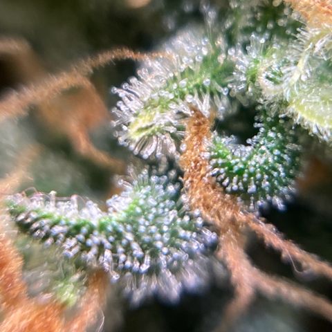 Amnésia Bubba growlog photo: Vou colher o topbud
