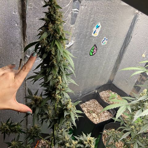 Amnésia Bubba growlog photo: Vou colher o topbud