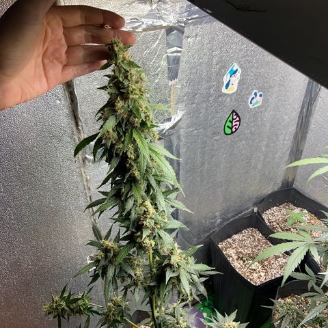 Amnésia Bubba growlog photo: Vou colher o topbud