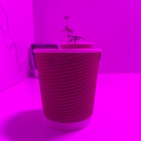 Amnesia haze auto growlog timeline photo