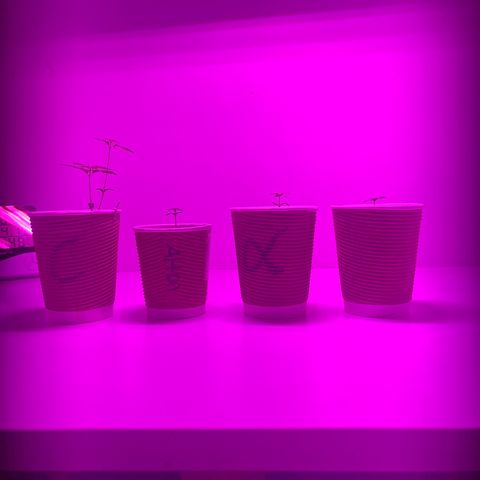 Amnesia haze auto growlog timeline photo