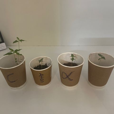 Amnesia haze auto growlog timeline photo
