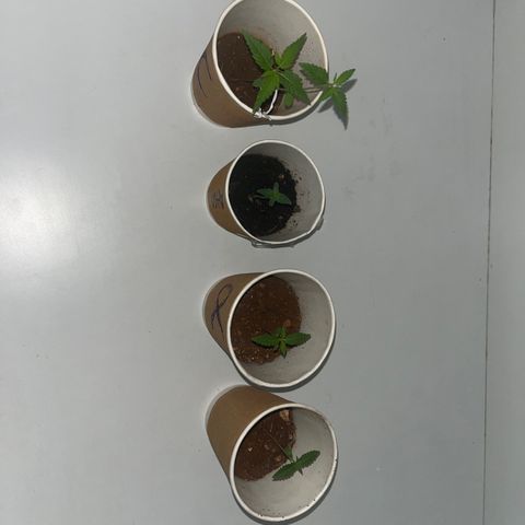 Amnesia haze auto growlog timeline photo