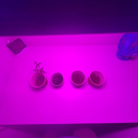 Amnesia haze auto growlog photo: Couple of days before reporting, beta has shown very stagnant growth, sapling leaf has started to turn yellow.