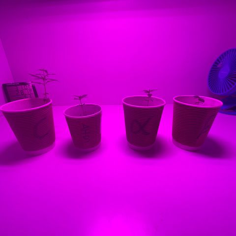 Amnesia haze auto growlog photo: Couple of days before reporting, beta has shown very stagnant growth, sapling leaf has started to turn yellow.