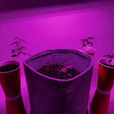 Amnesia haze auto growlog timeline photo