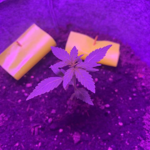 Amnesia haze auto growlog timeline photo