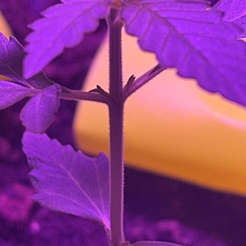 Amnesia haze auto growlog timeline photo