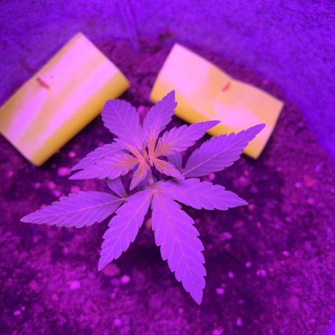 Amnesia haze auto growlog timeline photo