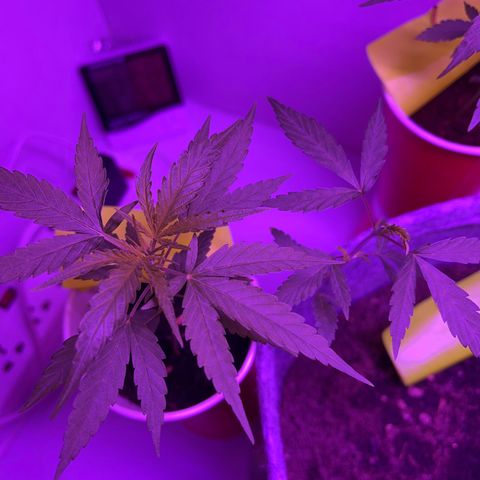 Amnesia haze auto growlog photo: New inter-nodes coming, fastest development amongst all.