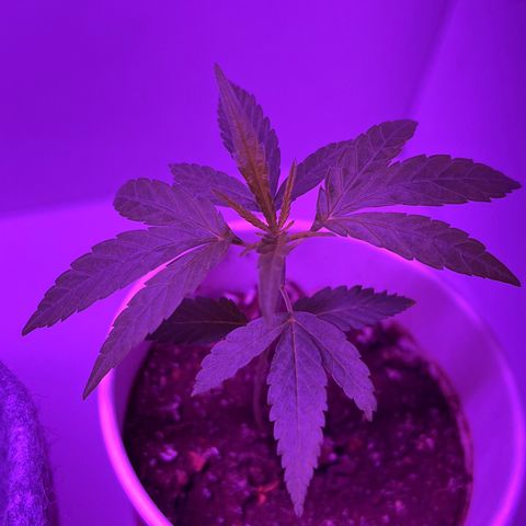 Amnesia haze auto growlog photo: Beta is showing stunted growth
