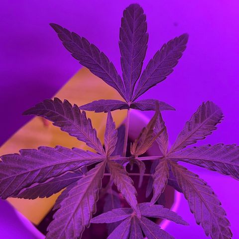 Amnesia haze auto growlog photo: Alpha has recovered and is on its 5th node.