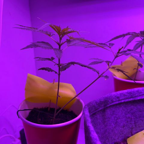 Amnesia haze auto growlog photo: New inter-nodes coming, fastest development amongst all.