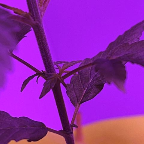 Amnesia haze auto growlog photo: New inter-nodes coming, fastest development amongst all.