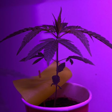 Amnesia haze auto growlog photo: Alpha has recovered and is on its 5th node.