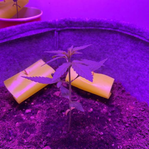 Amnesia haze auto growlog timeline photo