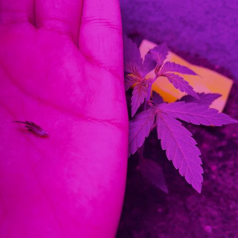 Amnesia haze auto growlog photo: 5th node taken off for lower node development 