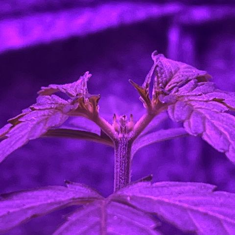 Amnesia haze auto growlog timeline photo