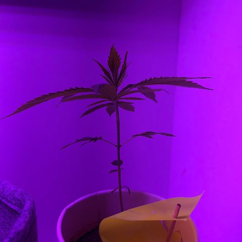 Amnesia haze auto growlog photo: Leaf curling
Cause: overwatering or light stress 
Action: Waiting for end of week for recovery.