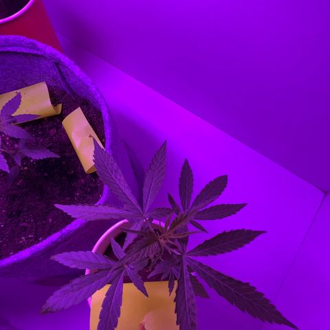 Amnesia haze auto growlog photo: Leaf curling
Cause: overwatering or light stress 
Action: Waiting for end of week for recovery.