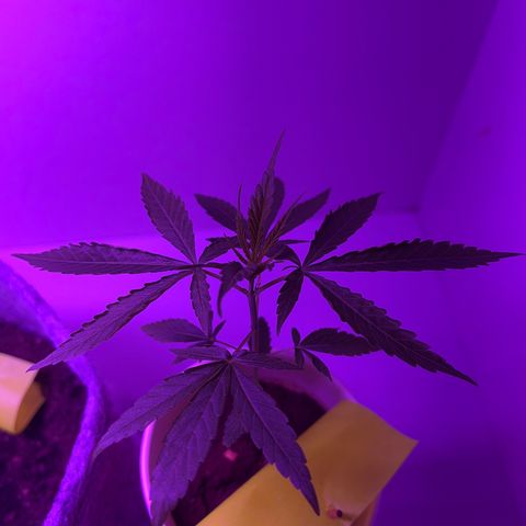 Amnesia haze auto growlog photo: Leaf curling
Cause: overwatering or light stress 
Action: Waiting for end of week for recovery.