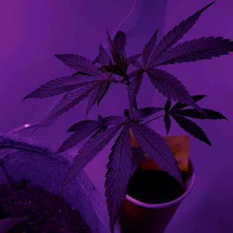 Amnesia haze auto growlog timeline photo