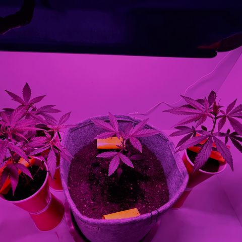 Amnesia haze auto growlog timeline photo