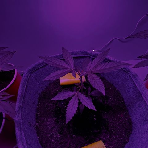 Amnesia haze auto growlog timeline photo