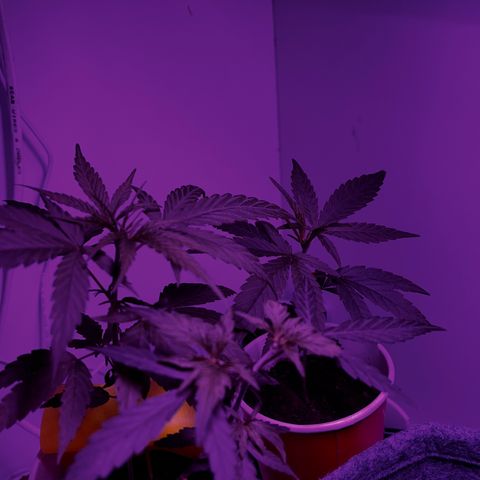 Amnesia haze auto growlog timeline photo