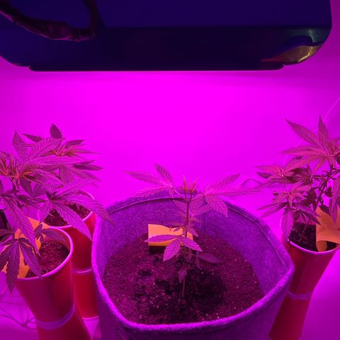 Amnesia haze auto growlog timeline photo