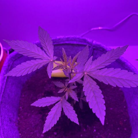 Amnesia haze auto growlog timeline photo
