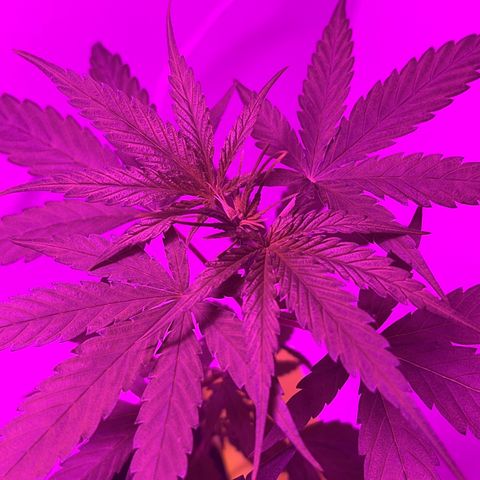 Amnesia haze auto growlog timeline photo