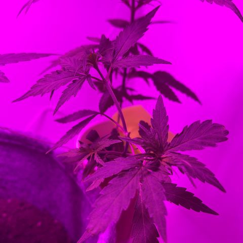 Amnesia haze auto growlog timeline photo