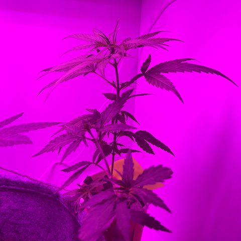 Amnesia haze auto growlog timeline photo
