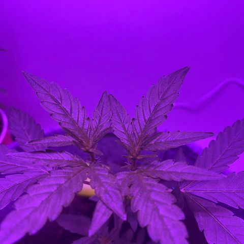 Amnesia haze auto growlog photo: Pistols appeared pre flower stretch started