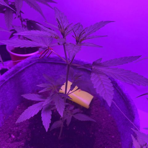 Amnesia haze auto growlog photo: Pistols appeared pre flower stretch started