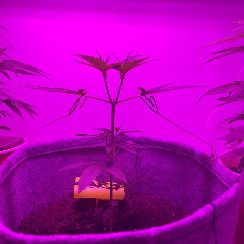 Amnesia haze auto growlog photo: Pistols appeared pre flower stretch started