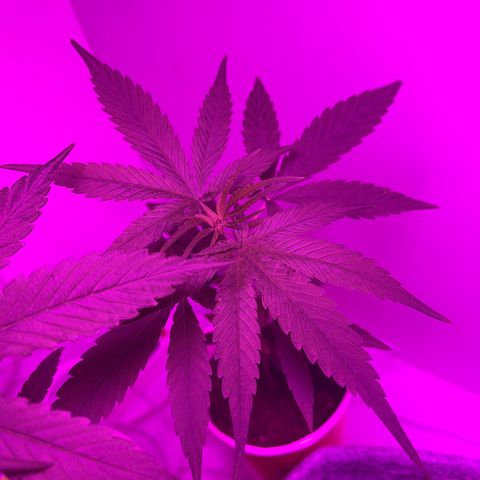 Amnesia haze auto growlog photo: 5th node to leaf out