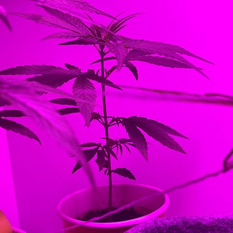 Amnesia haze auto growlog photo: 5th node to leaf out