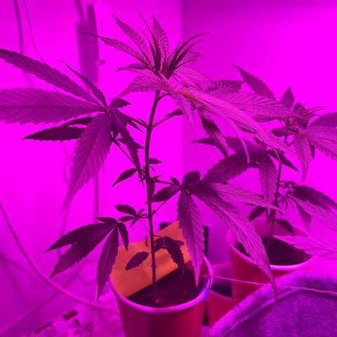 Amnesia haze auto growlog photo: 6th node to leaf out