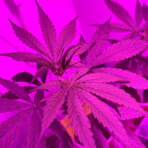 Amnesia haze auto growlog photo: 6th node to leaf out