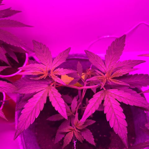 Amnesia haze auto growlog timeline photo